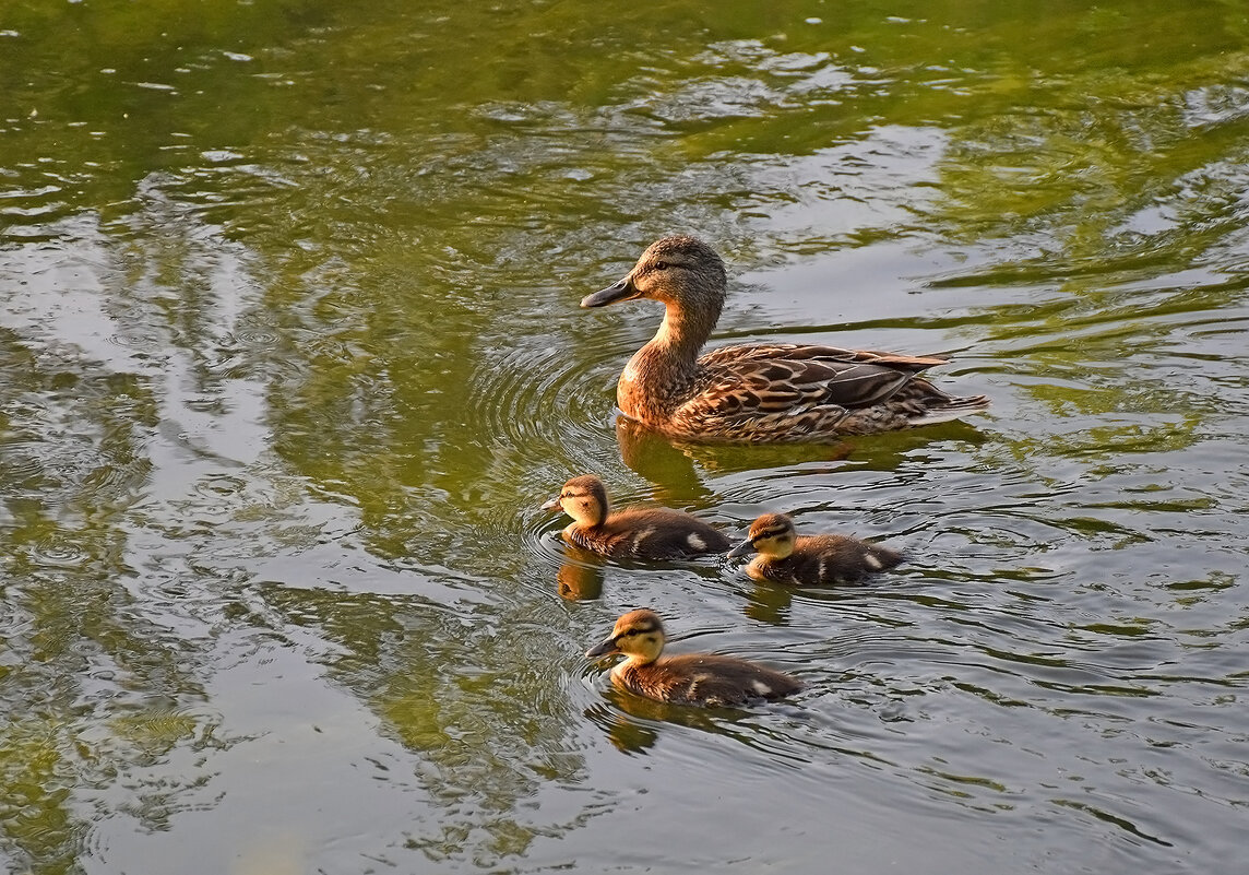 Гордая мамочка! - Валентина Нефёдова Гордая мамочка! - Валентина Нефёдова
