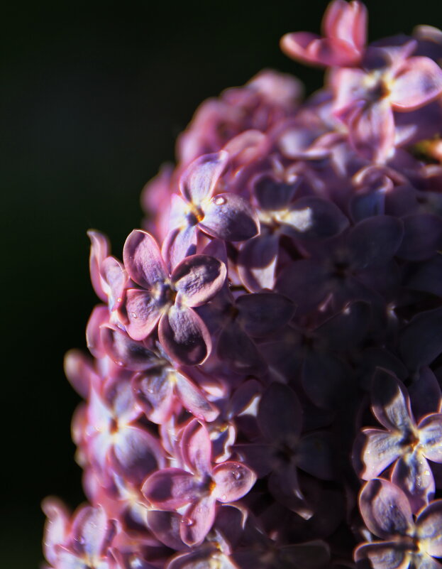 Молчит сирень,молчит и дышит,распространяя благодать.. - Татьян@ Ивановна Молчит сирень,молчит и дышит,распространяя благодать.. - Татьян@ Ивановна