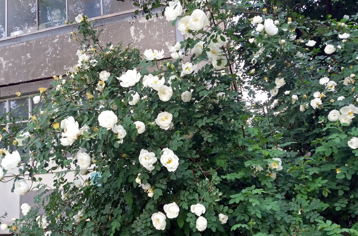 Во дворах цветет шиповник - Galina Solovova