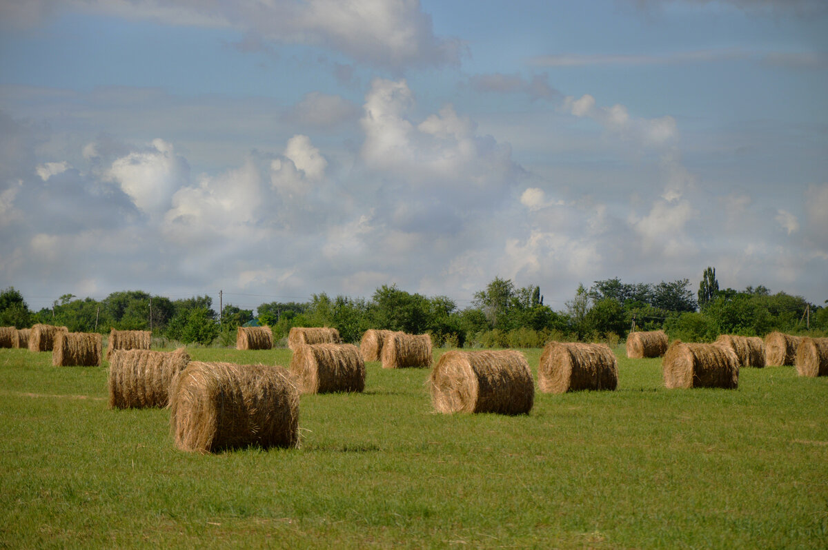 Сенокосная пора... - Надежда Куркина 