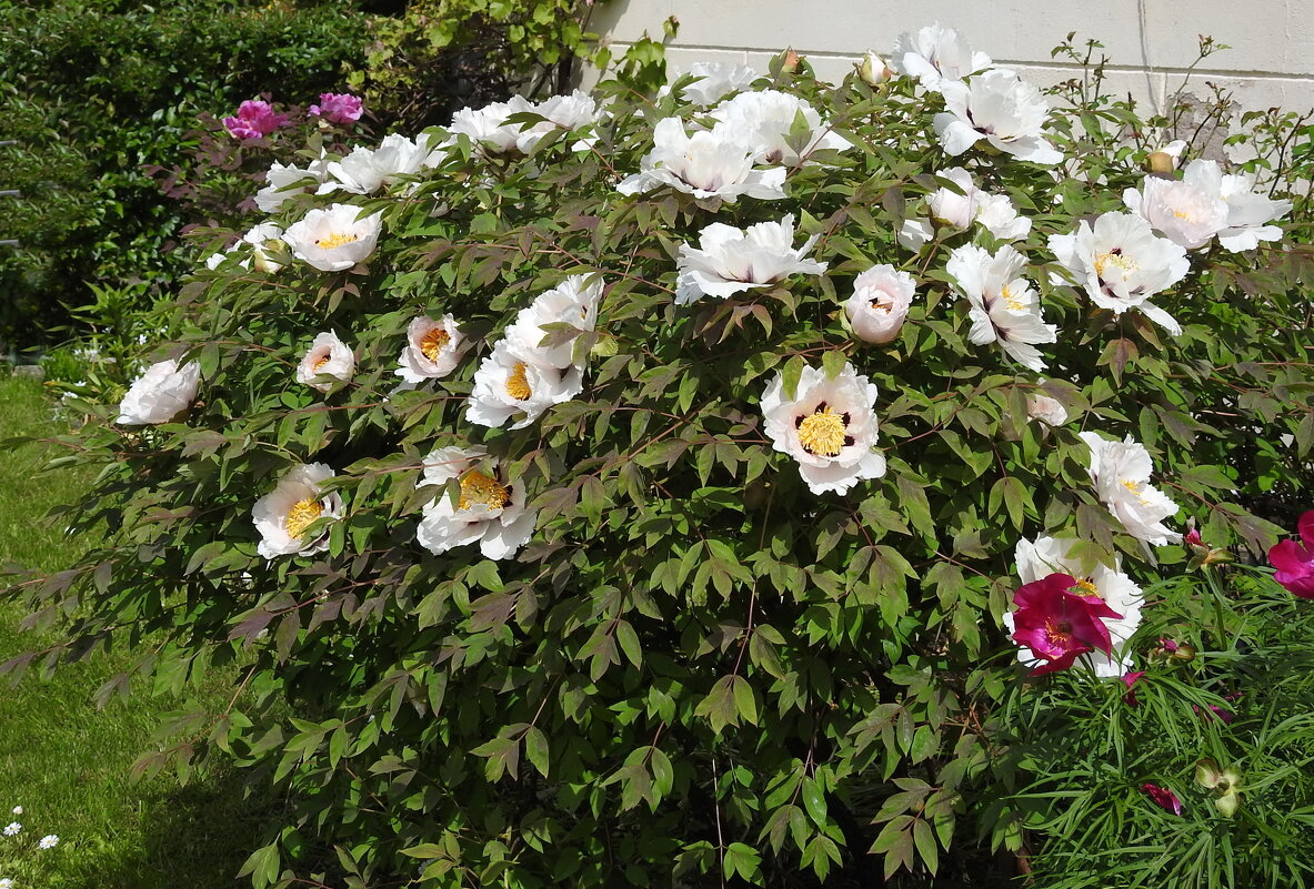 цветы в моём саду - ИННА ПОРОХОВА