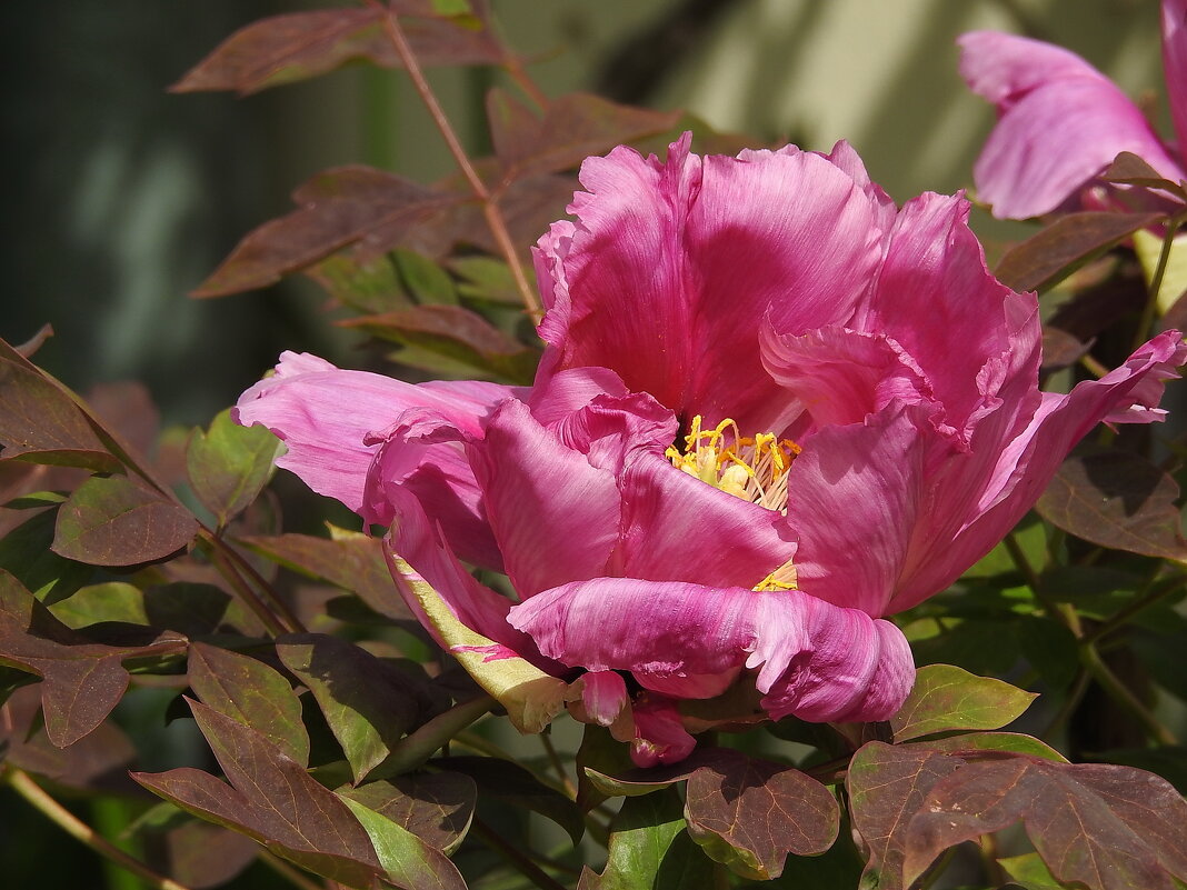 цветы в моём саду - ИННА ПОРОХОВА