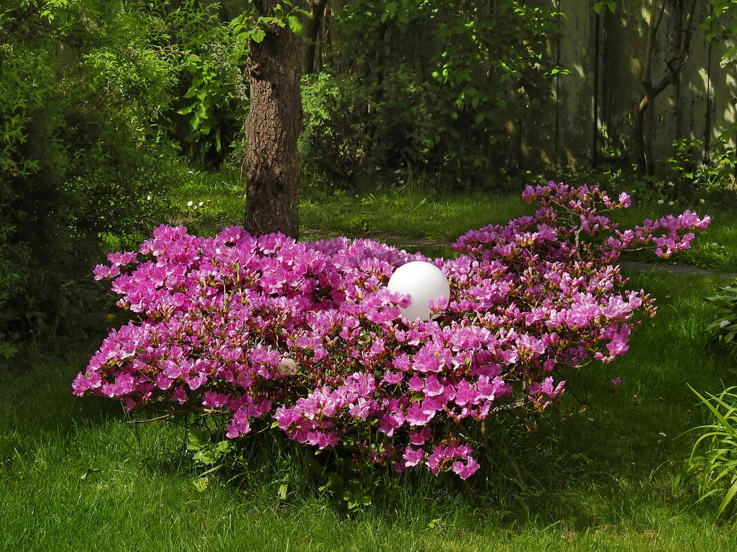 цветы в моём саду - ИННА ПОРОХОВА