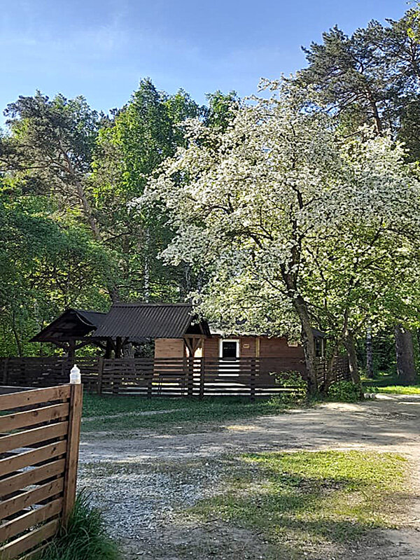 Яблоня в цвету - Алевтина Яблоня в цвету - Алевтина