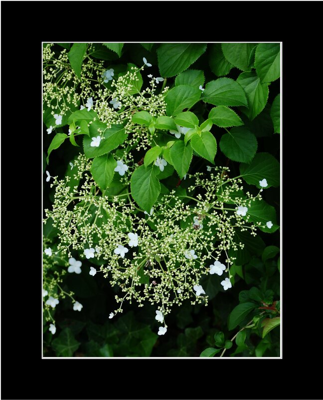 ЭТЮД... - Elvira E. ЭТЮД... - Elvira E.