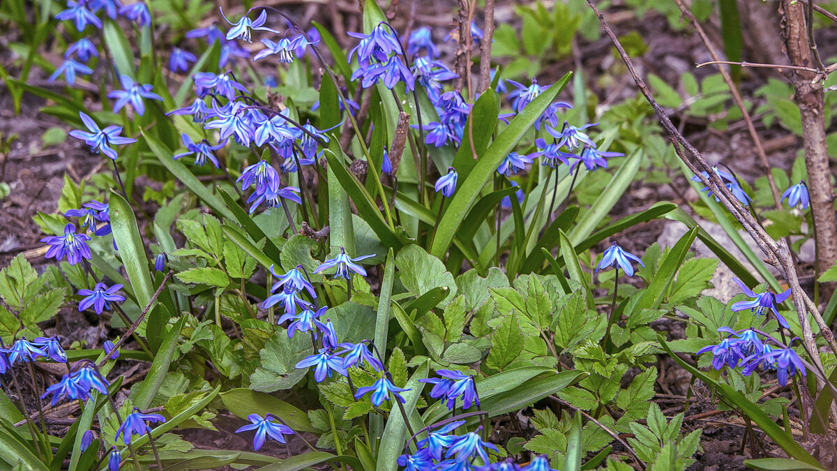 Первоцветы - Aleksey Afonin Первоцветы - Aleksey Afonin
