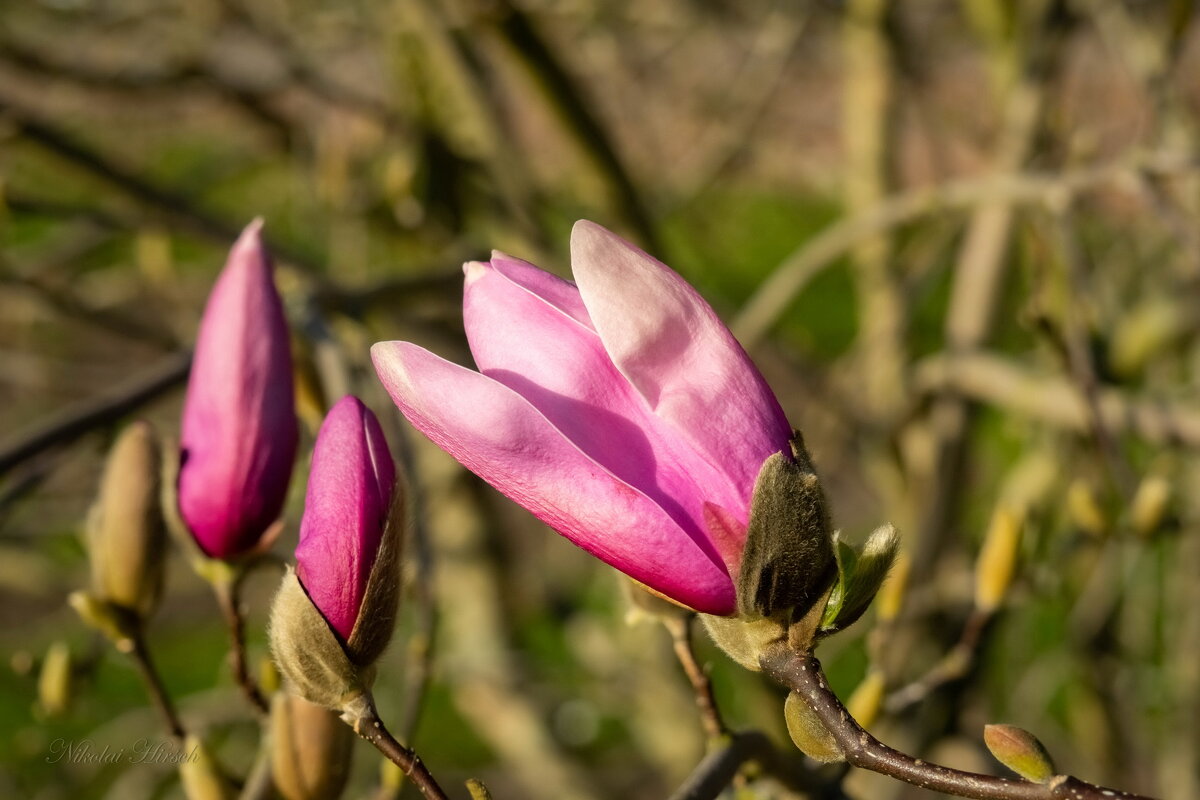 Магнолия цветёт... - Николай Гирш