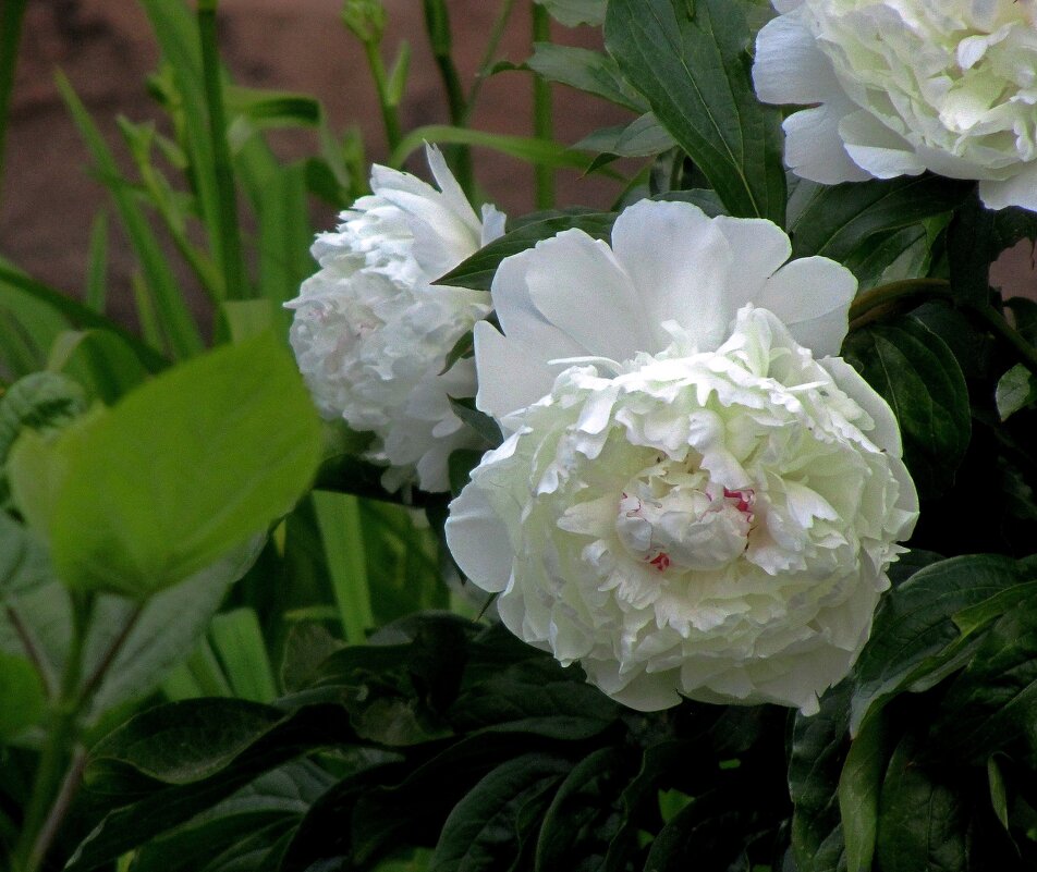 Белые розы - Сергей Карачин