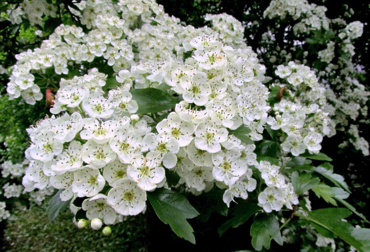 Боярышник - Сергей Карачин