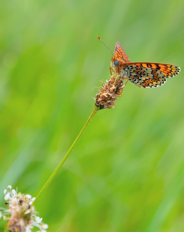 на лугу - Виталий Емельянов на лугу - Виталий Емельянов