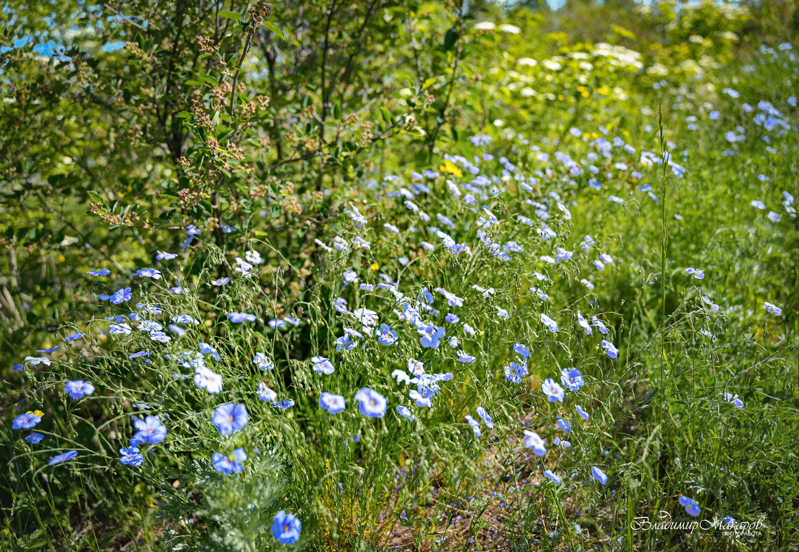 "Лето. Июнь"© - Владимир Макаров "Лето. Июнь"© - Владимир Макаров