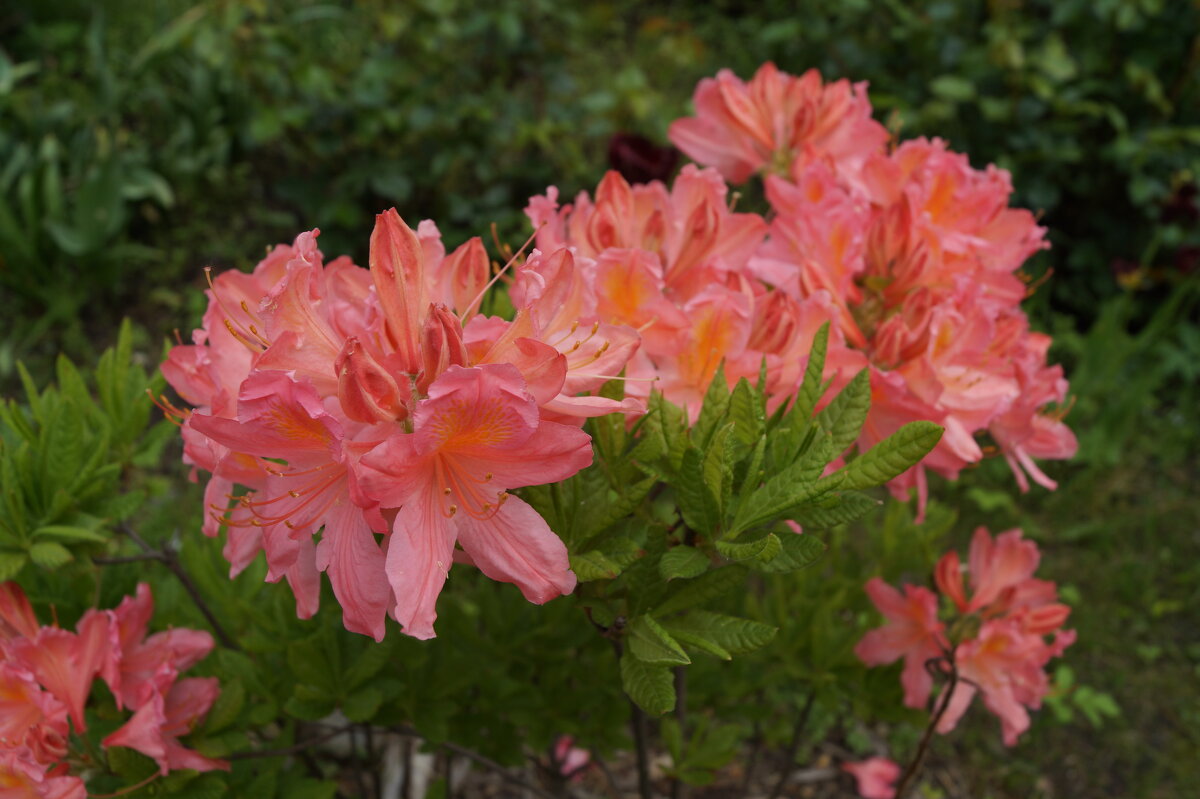 Они хороши - Anna-Sabina Anna-Sabina Они хороши - Anna-Sabina Anna-Sabina