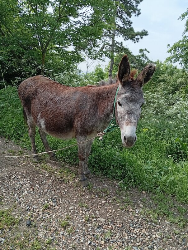 Грустный ослик - Екатерина Филипенко Грустный ослик - Екатерина Филипенко