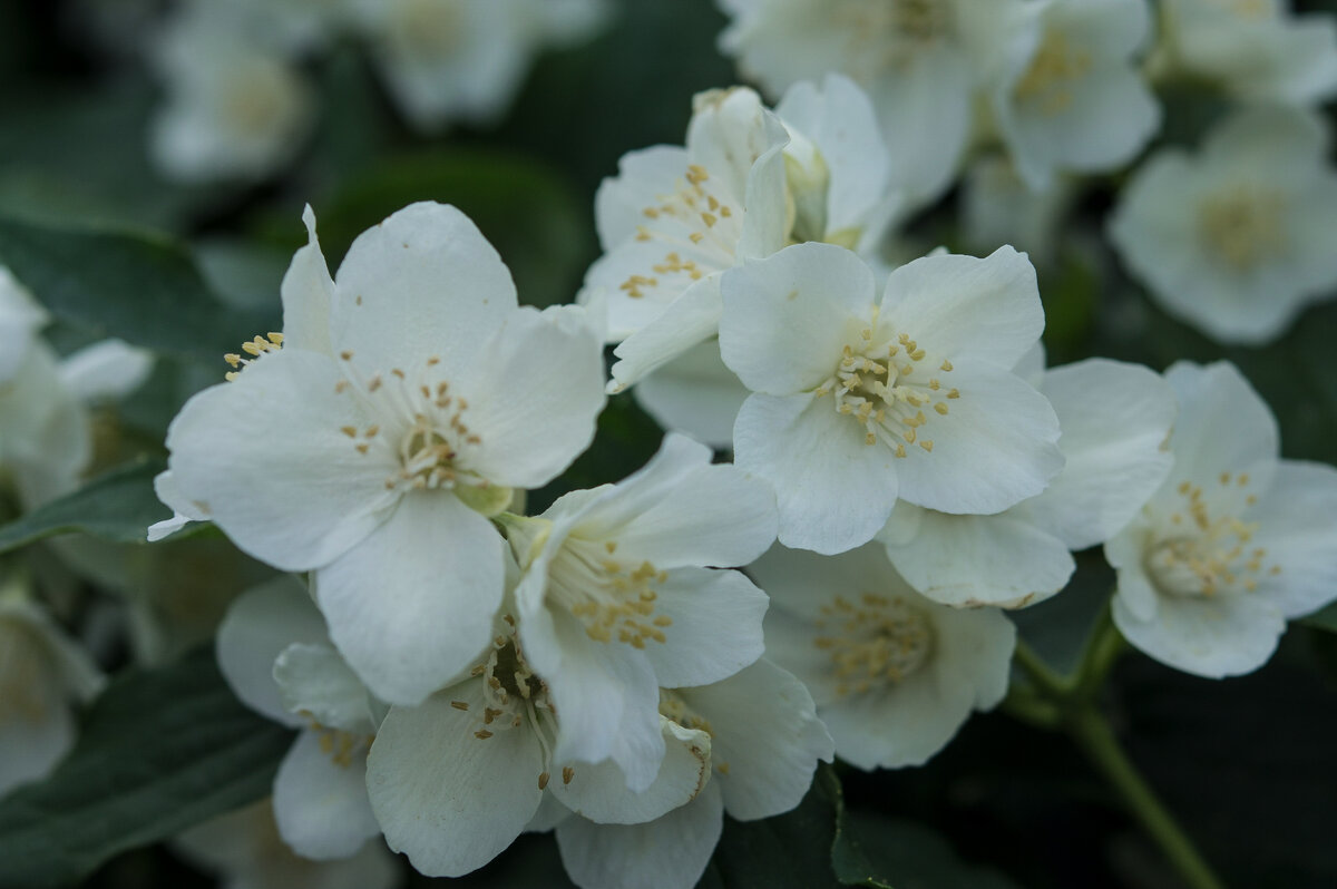 Белый цветок - Яков Реймер