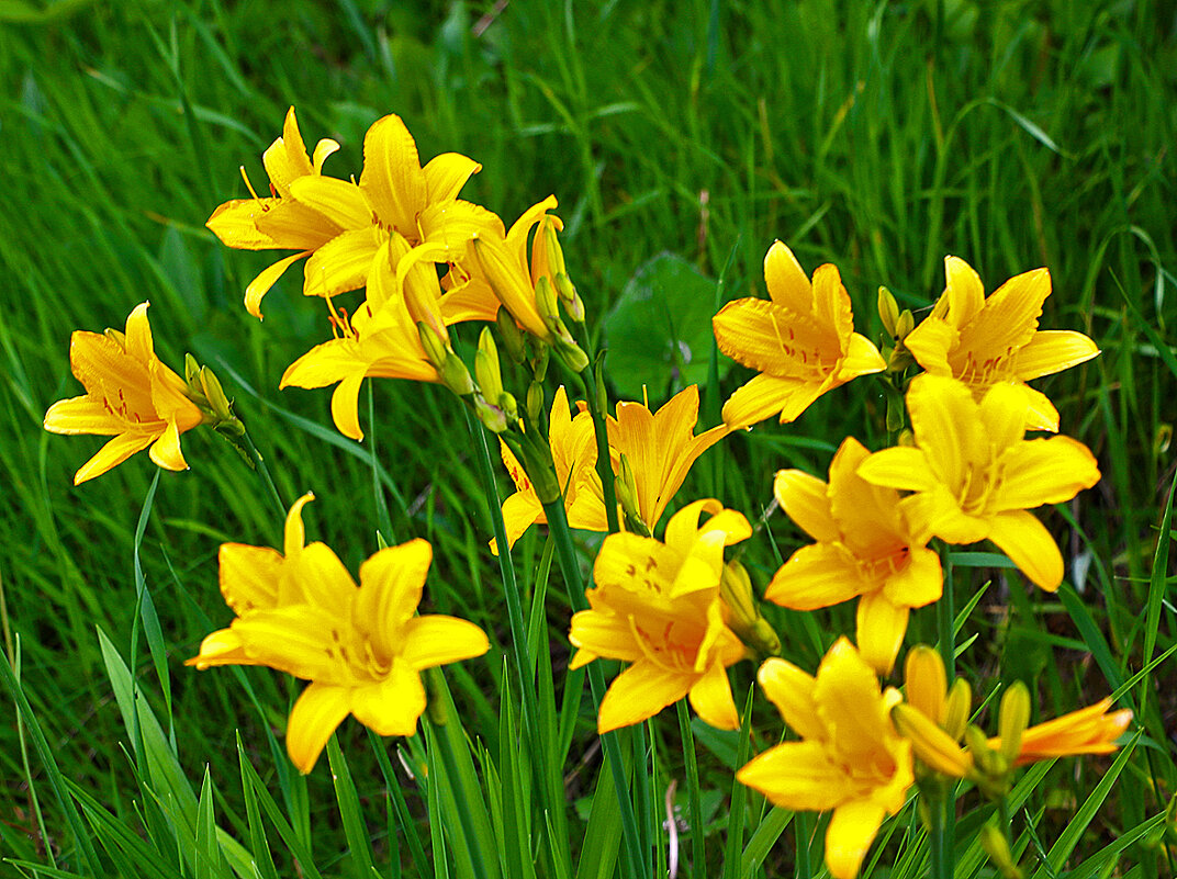 Золотые лилейники - Светлана 