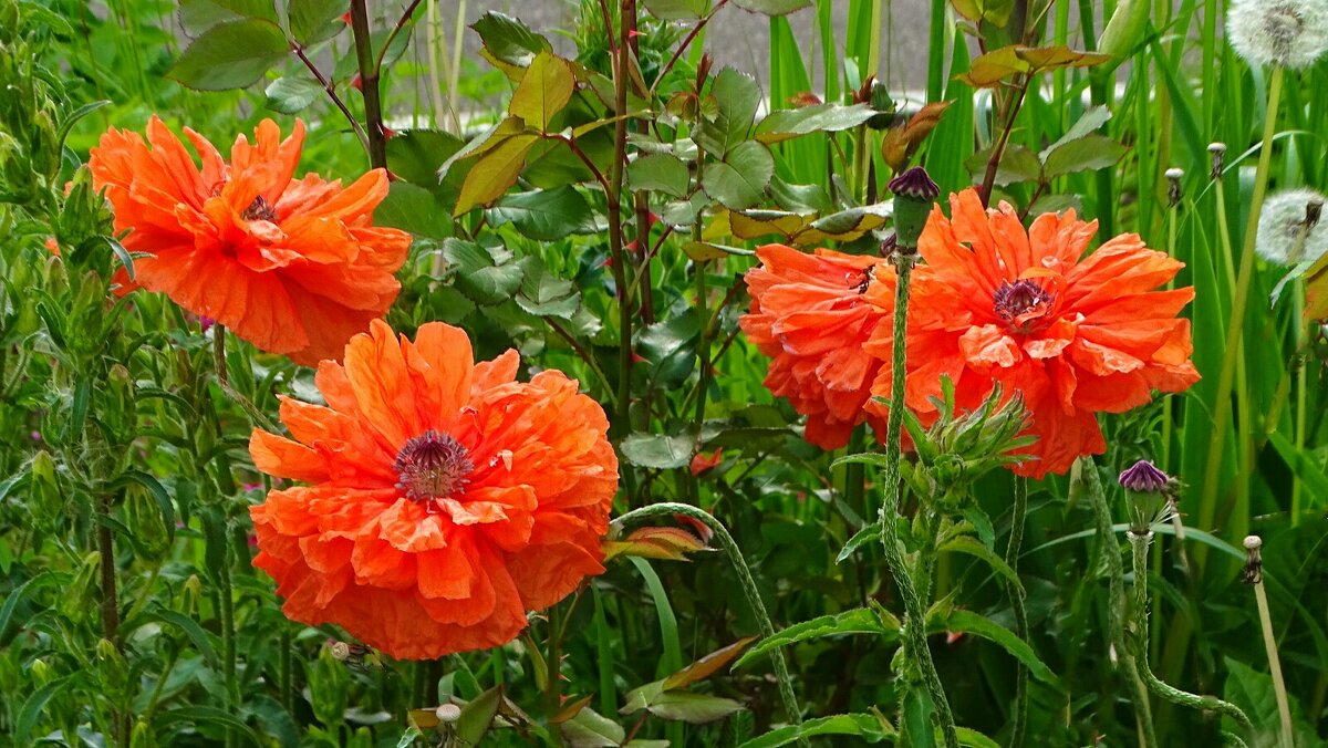 Маки на городской клумбе. - Милешкин Владимир Алексеевич Маки на городской клумбе. - Милешкин Владимир Алексеевич