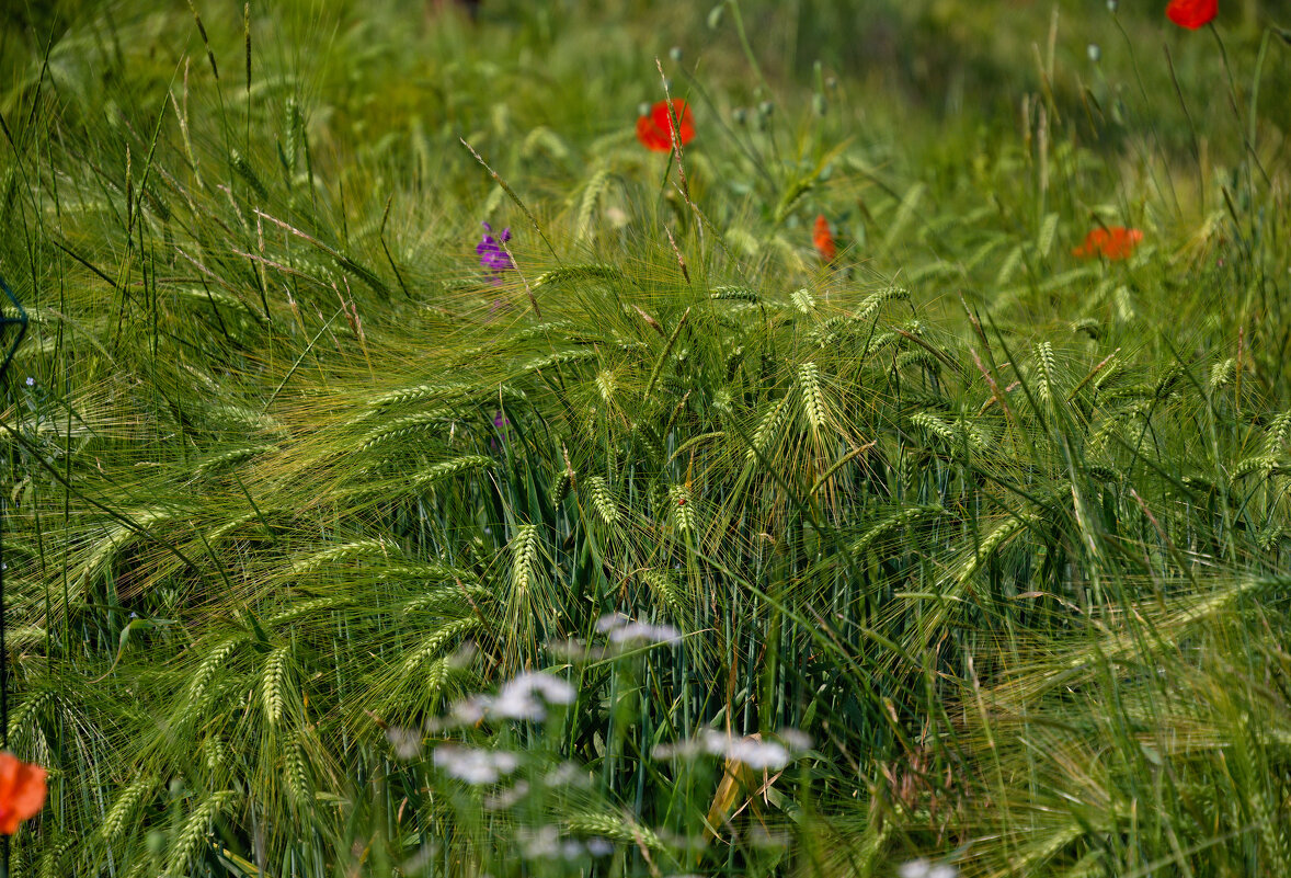 предчувствие августа - Всеволод 
