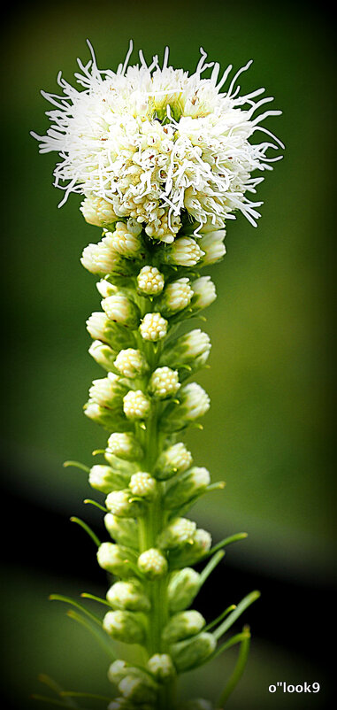 природа шутит - Олег Лукьянов природа шутит - Олег Лукьянов