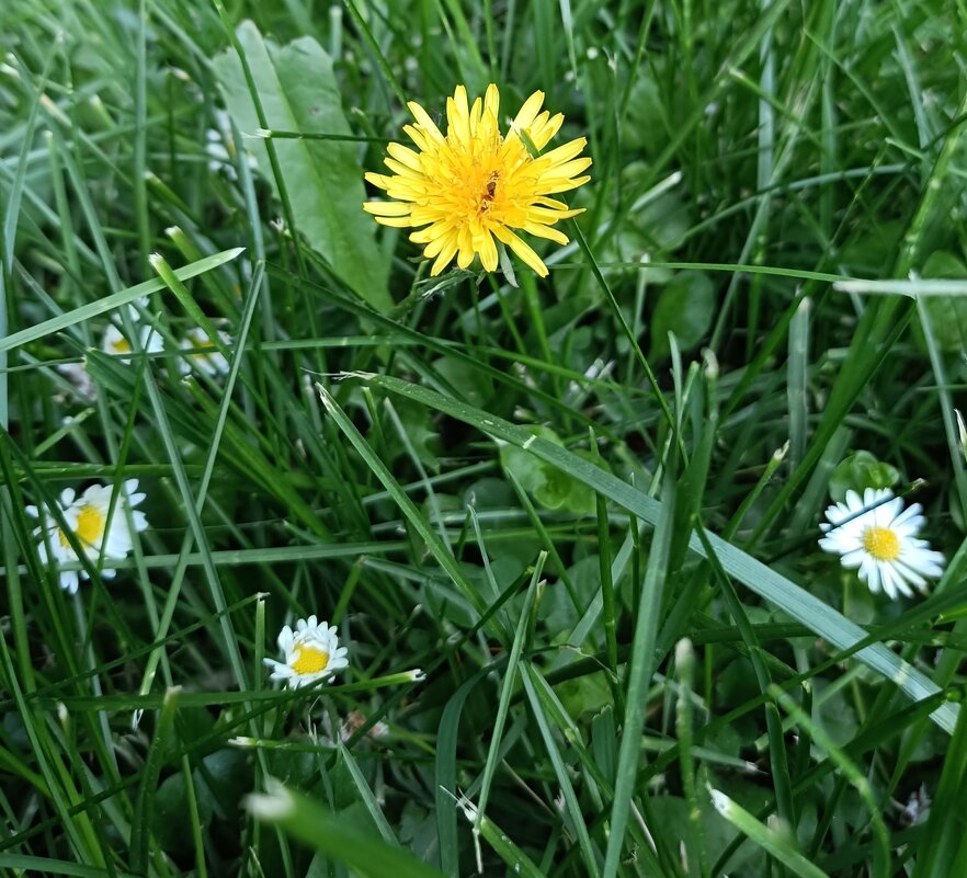 травы,травы... - Галина R...