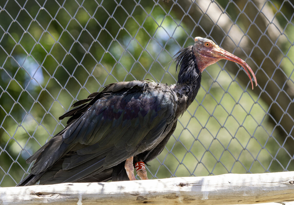 Северный лысый ибис. - Alexander Amromin