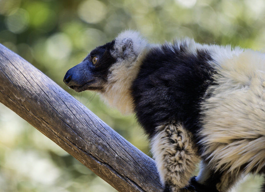 Лемур вари. - Alexander Amromin