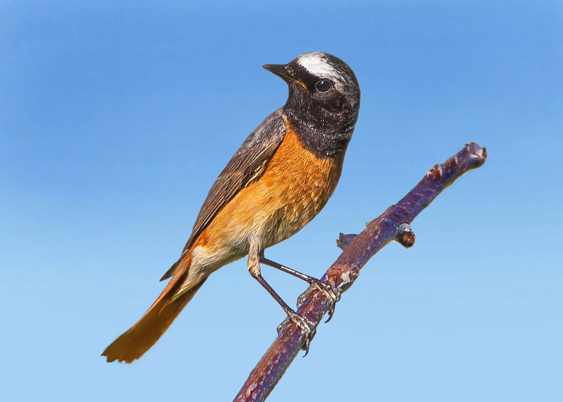 Любопытный. - Михаил Белоусов Любопытный. - Михаил Белоусов