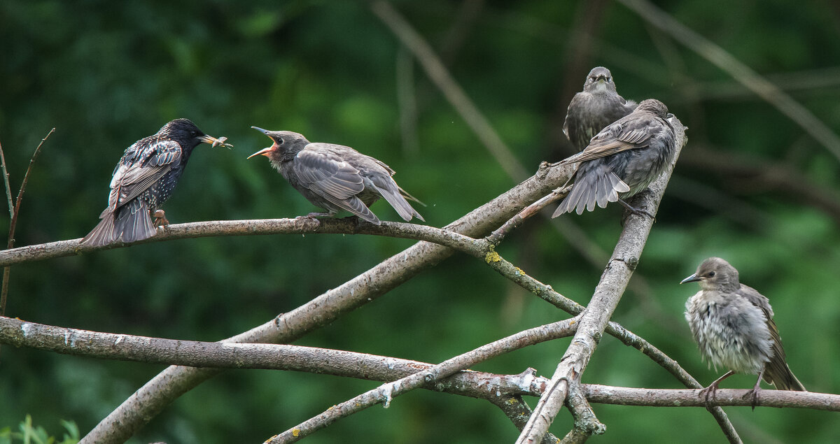 В очереди на кормежку. - Владимир Безбородов