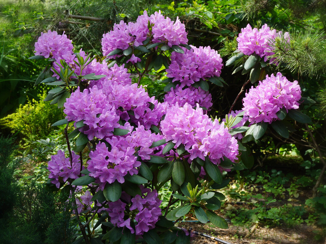 Рододендроны - Ольга 