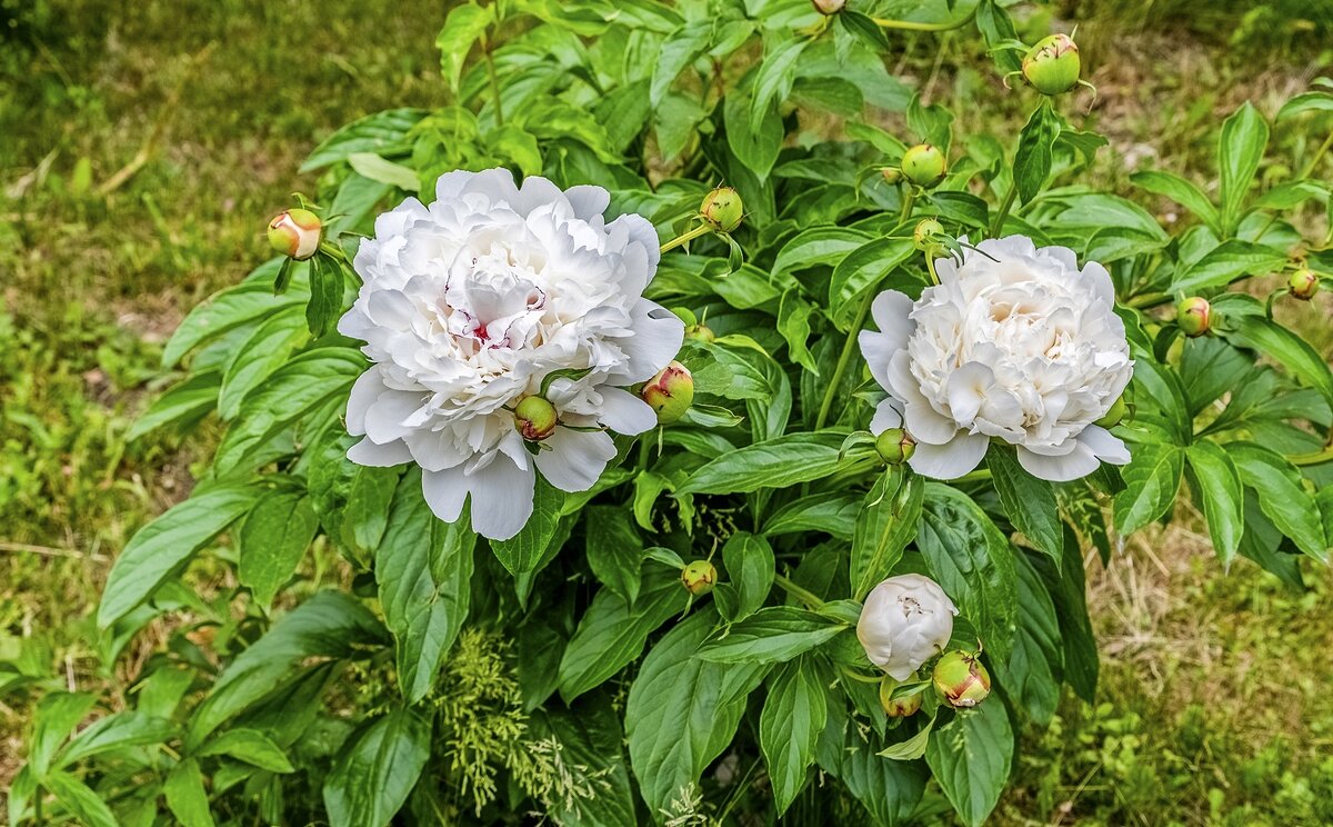 Расцвели пионы - Валерий Иванович Расцвели пионы - Валерий Иванович