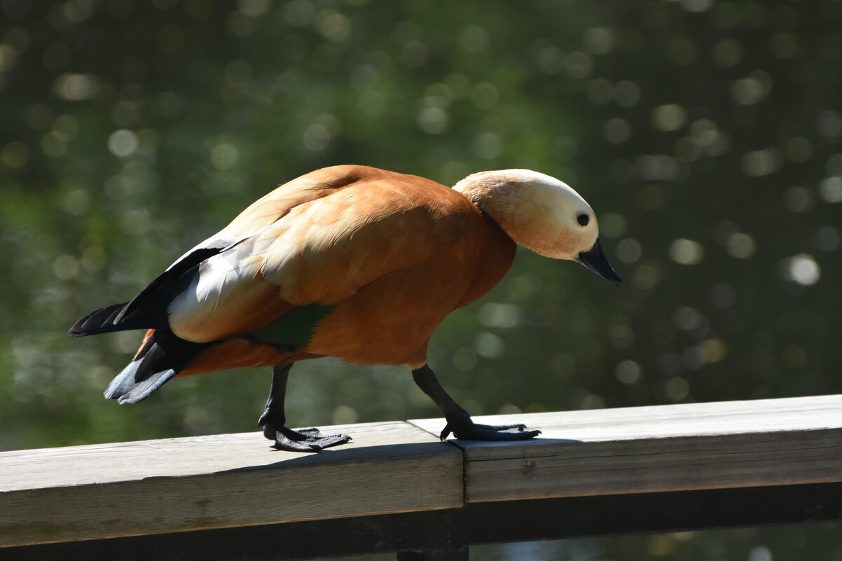 Москва. Весна в Аптекарском... - Наташа ***** Москва. Весна в Аптекарском... - Наташа *****
