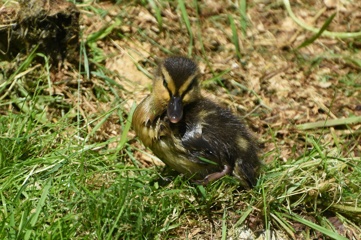 Москва. Утенок в Аптекарском... - Наташа *****
