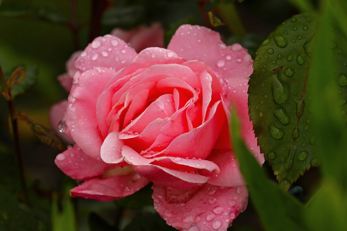 Доброе утро - Юрий. Шмаков Доброе утро - Юрий. Шмаков