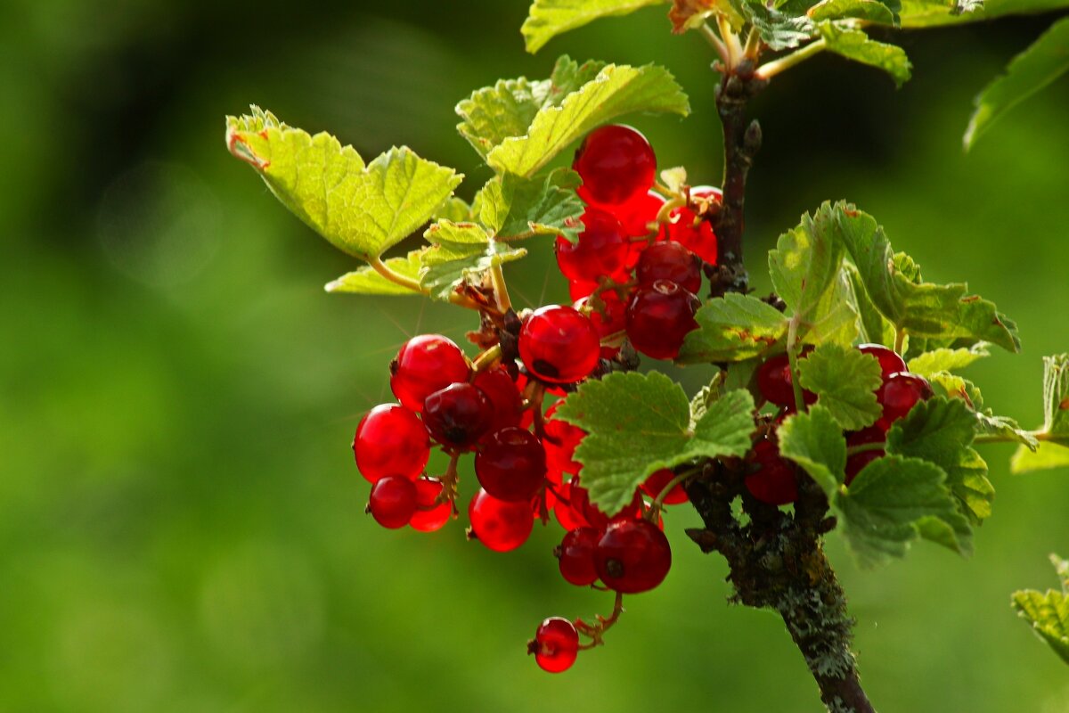 Красная смородина - Юрий. Шмаков Красная смородина - Юрий. Шмаков