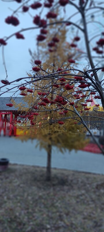 Гроздья ребины осенью - Андрей Петренко