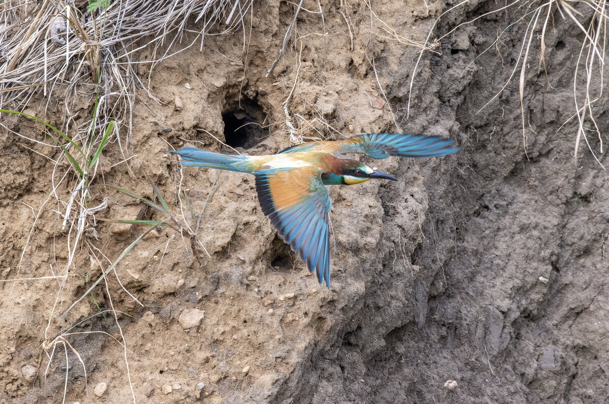 щурки - юрий макаров