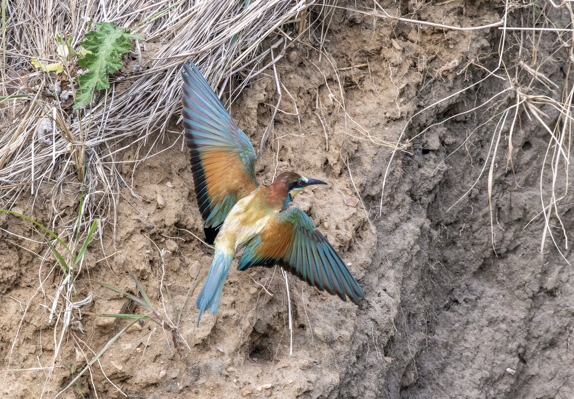 щурки - юрий макаров
