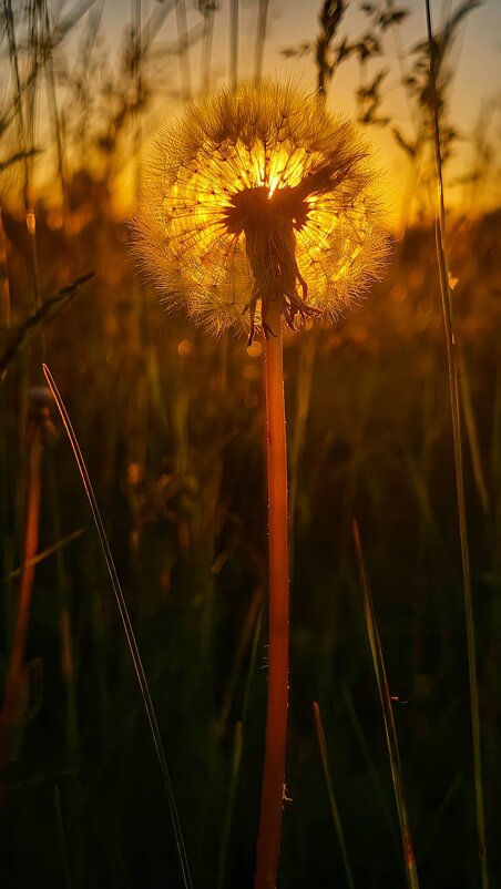 На закате - Оксана Н.