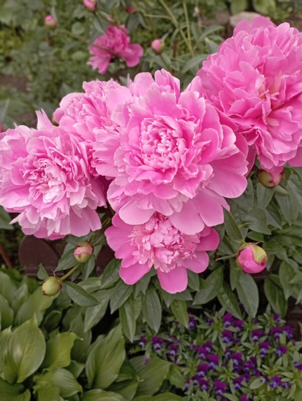 Пионы расцветают - Елена Семигина Пионы расцветают - Елена Семигина