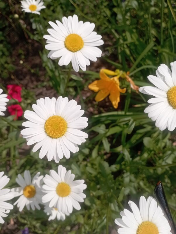 Ромашки - Елена Семигина