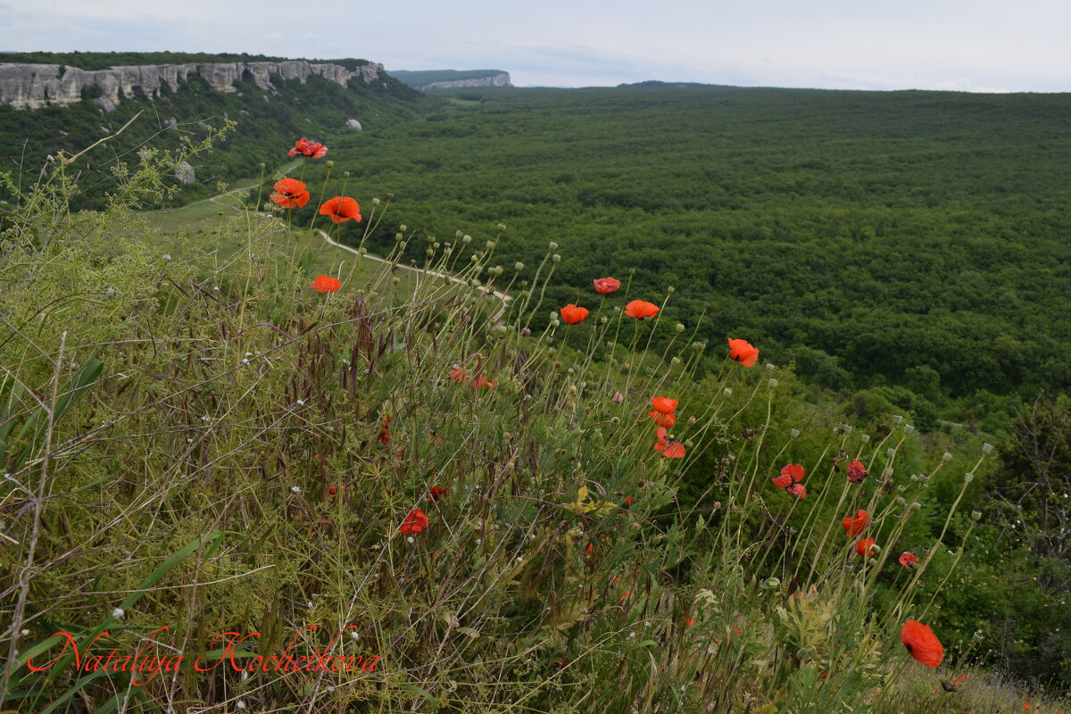 Природа Крыма - Amazing Cosmea Природа Крыма - Amazing Cosmea