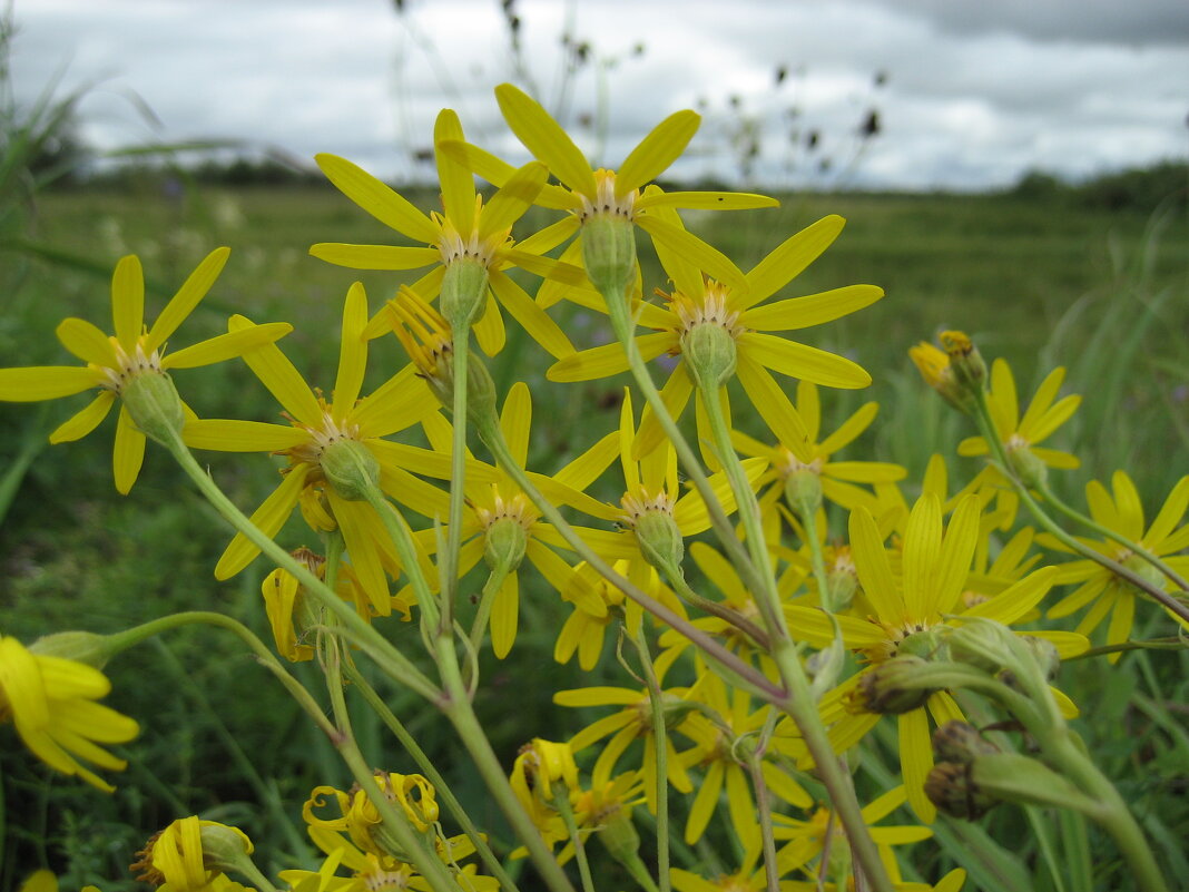 Крестовник - Anna Ivanova