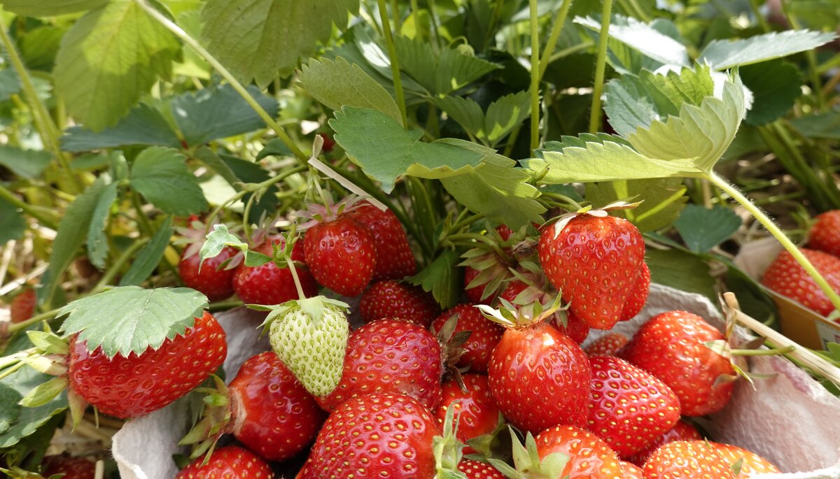 Пришла клубничная пора!... - Галина Пришла клубничная пора!... - Галина