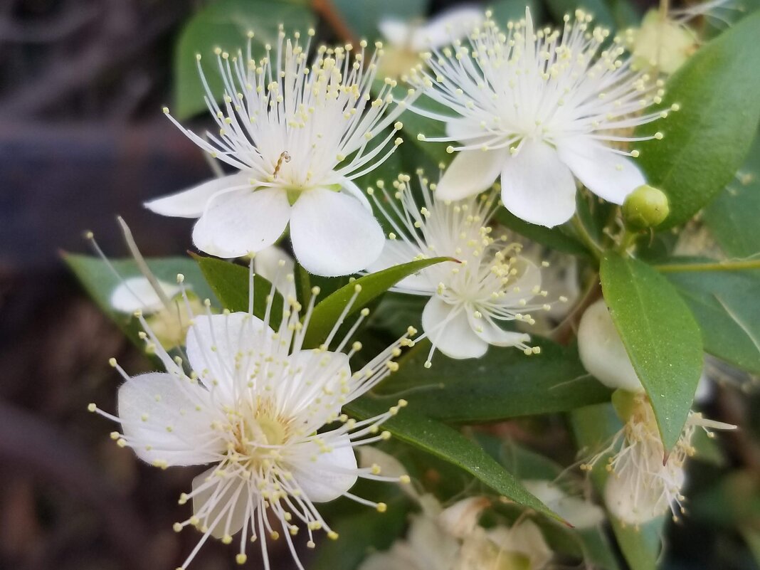 Мирт обыкновенный - Светлана Хращевская