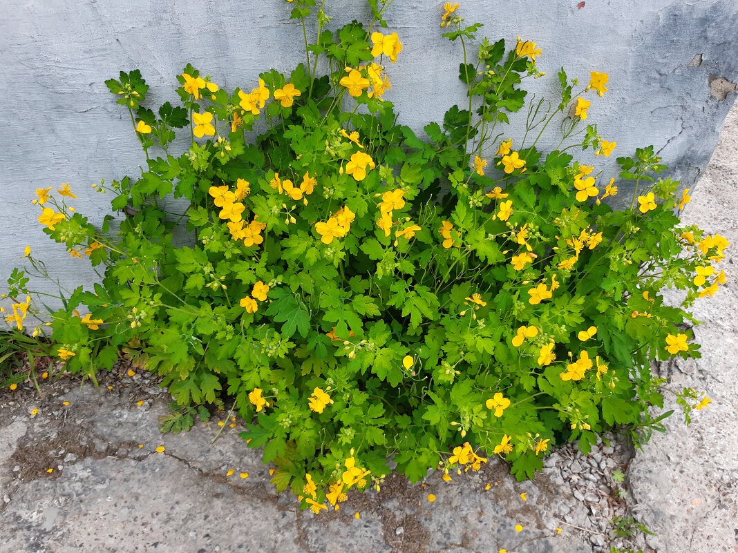 Вот и лето пришло - Галина Минчук Вот и лето пришло - Галина Минчук