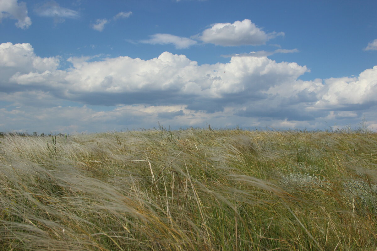 Ковыль. - Виктор 