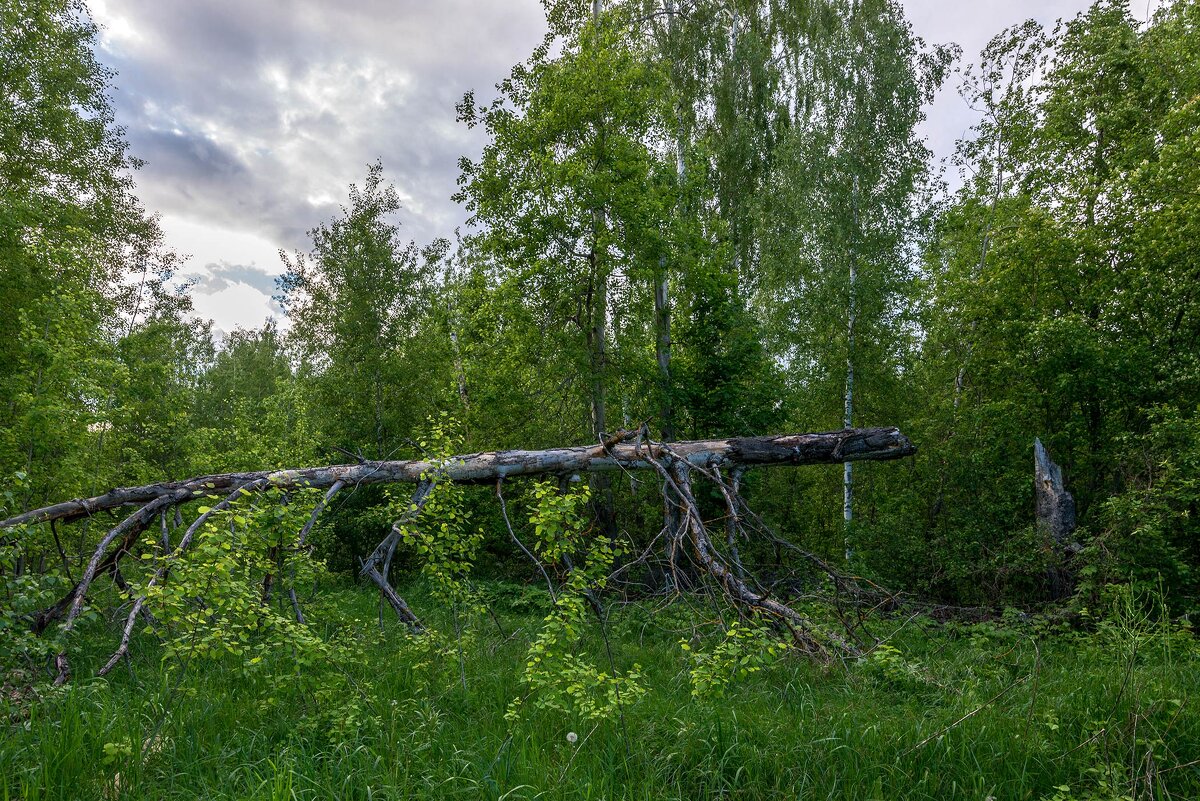 Лес... - Влад Никишин