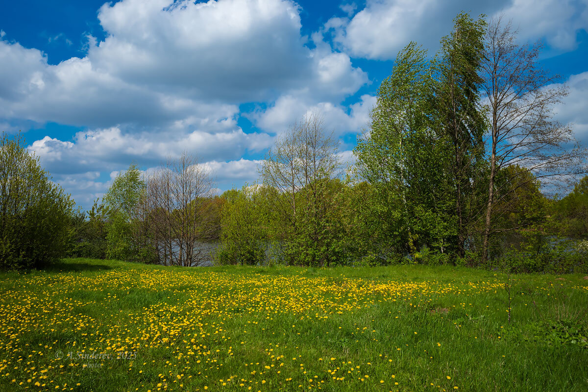 Майский солнечный пейзаж - Александр Синдерёв