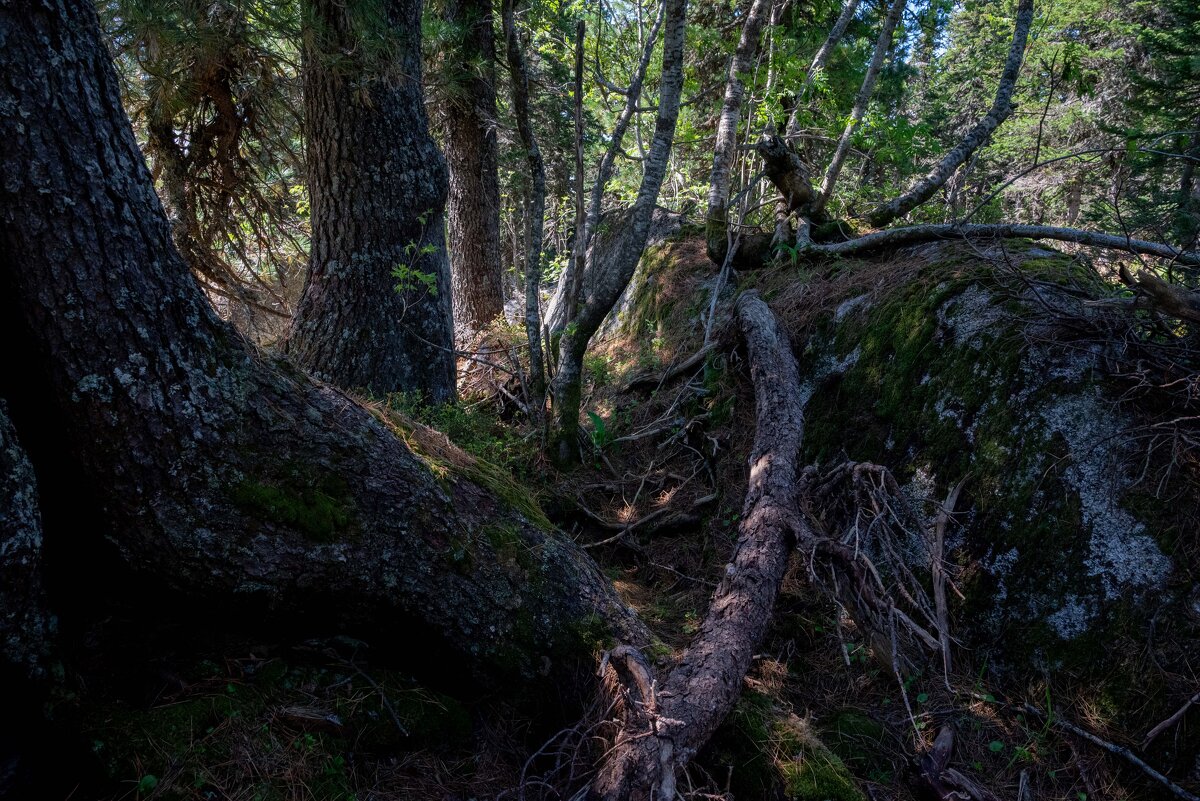 *** - Валерий Михмель 