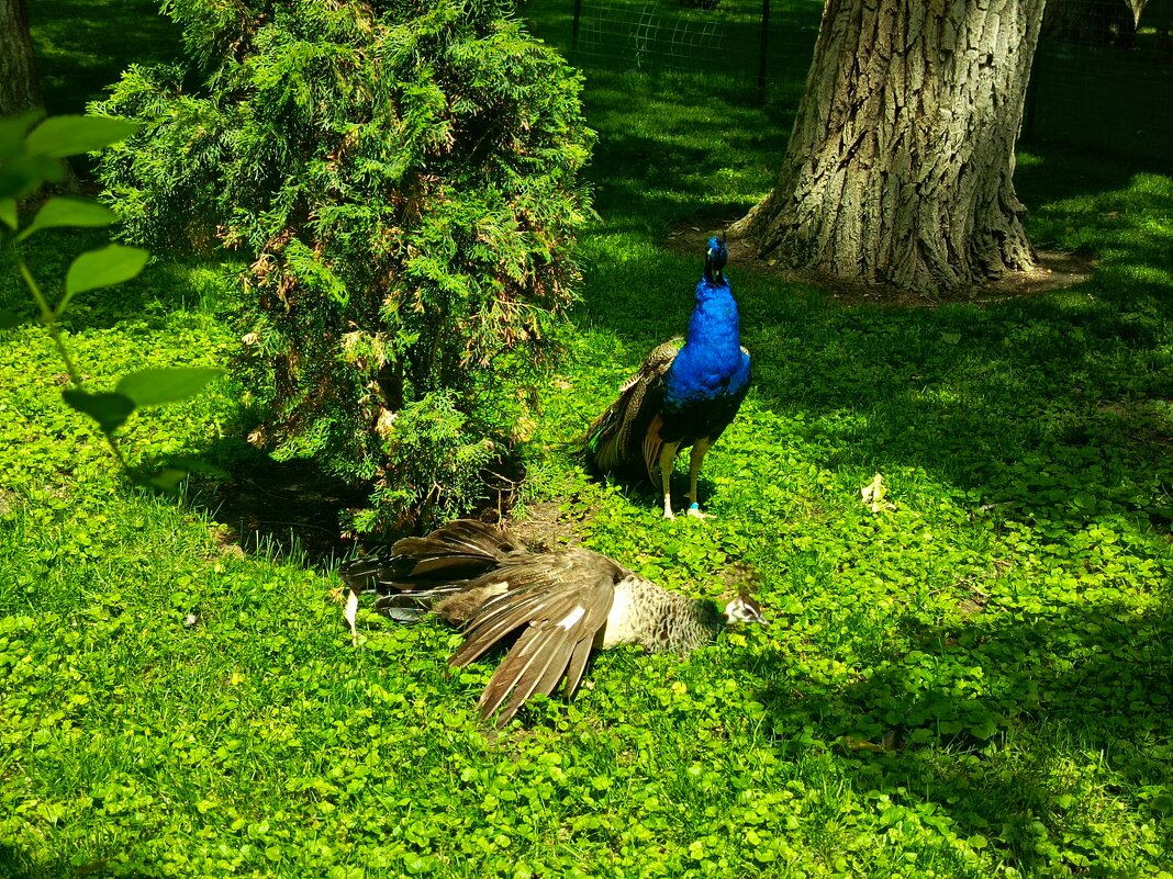 Павлины - Татьяна Пальчикова Павлины - Татьяна Пальчикова