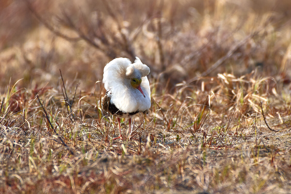 Турухтан - Игорь Шабалин